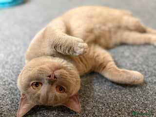 British Shorthair cats Fawn Male BSH 10 months old - Advert 2