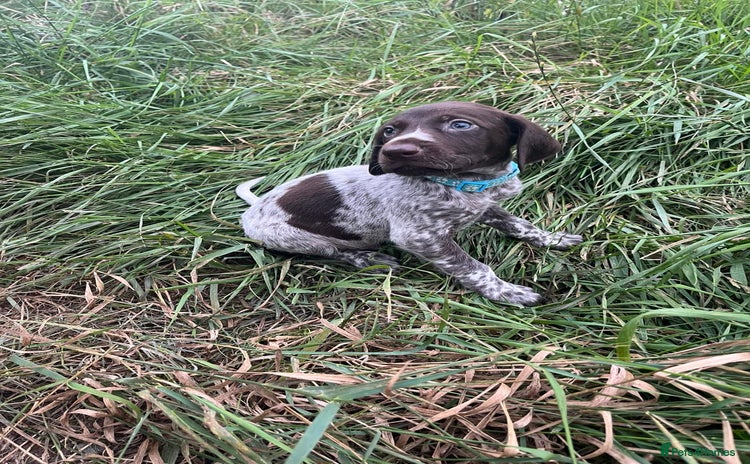 German Shorthaired Pointer dogs - Advert 1
