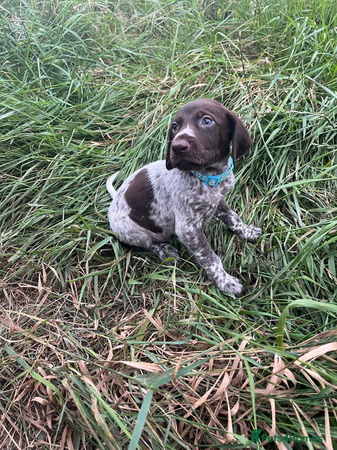 German Shorthaired Pointer dogs for sale: 3boys 3girls left ‼️Stunning Litter of GSP puppies - Image 12