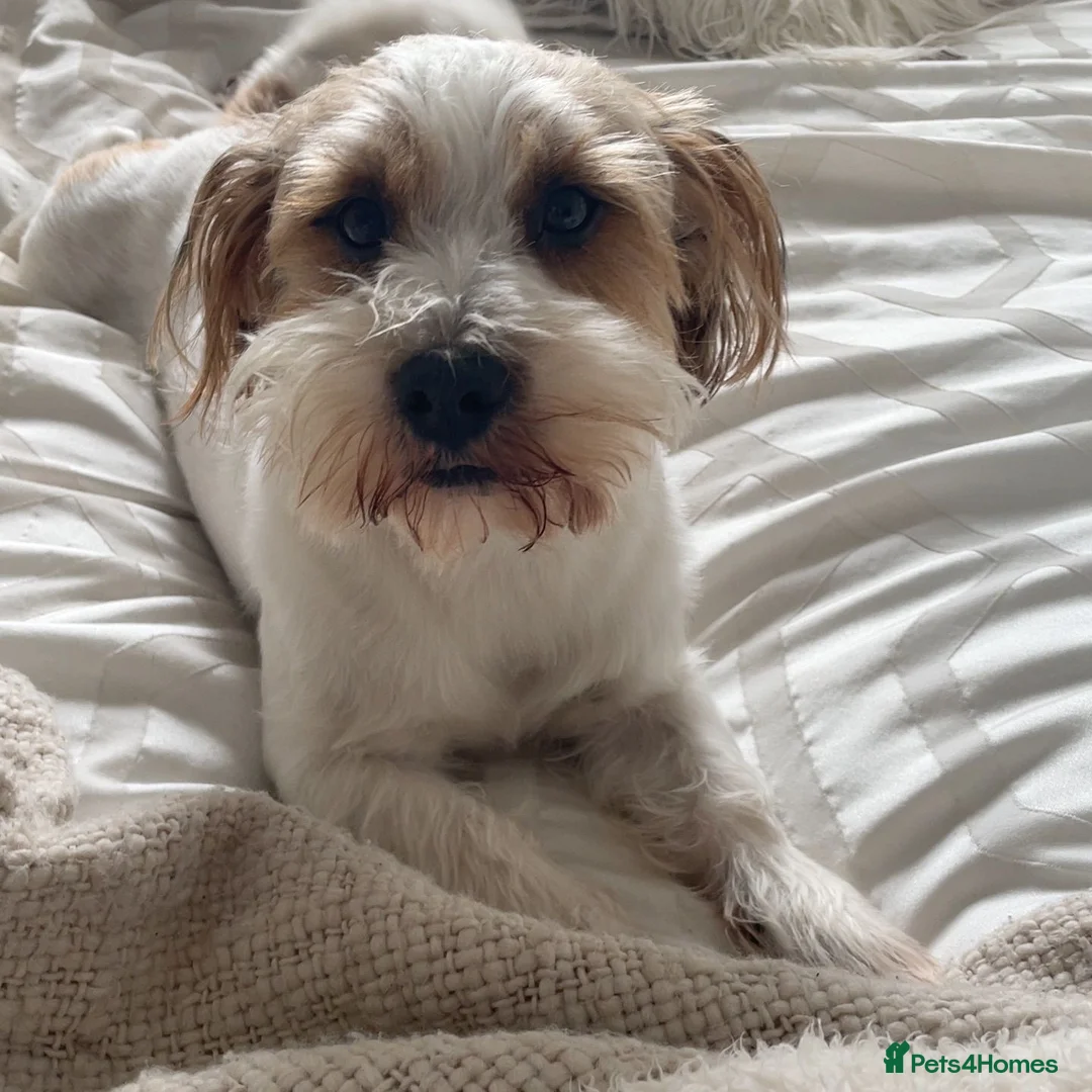 Mixed Breed dogs for sale: Jack Russell x Shih Tzu  - Advert 4