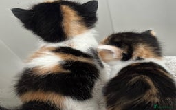 Mixed Breed cats for sale: CLEMMIE’S CUTIES  - Image 4