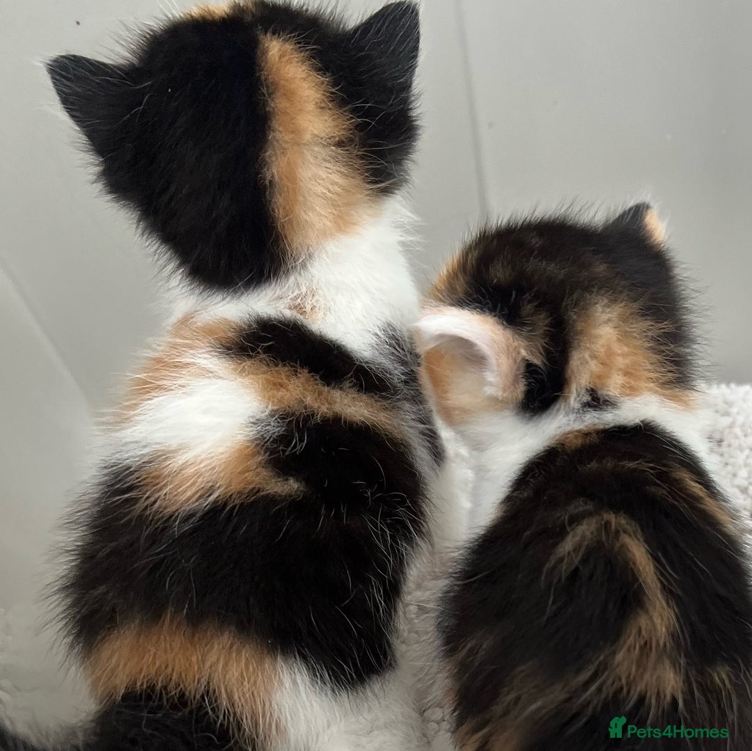 Mixed Breed cats for sale: CLEMMIE’S CUTIES  - Image 4