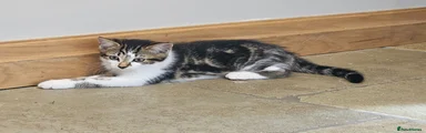 Jude