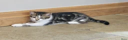 Mixed Breed cats for sale: 2 x Beautiful Kittens (boy & girl) - Advert 9