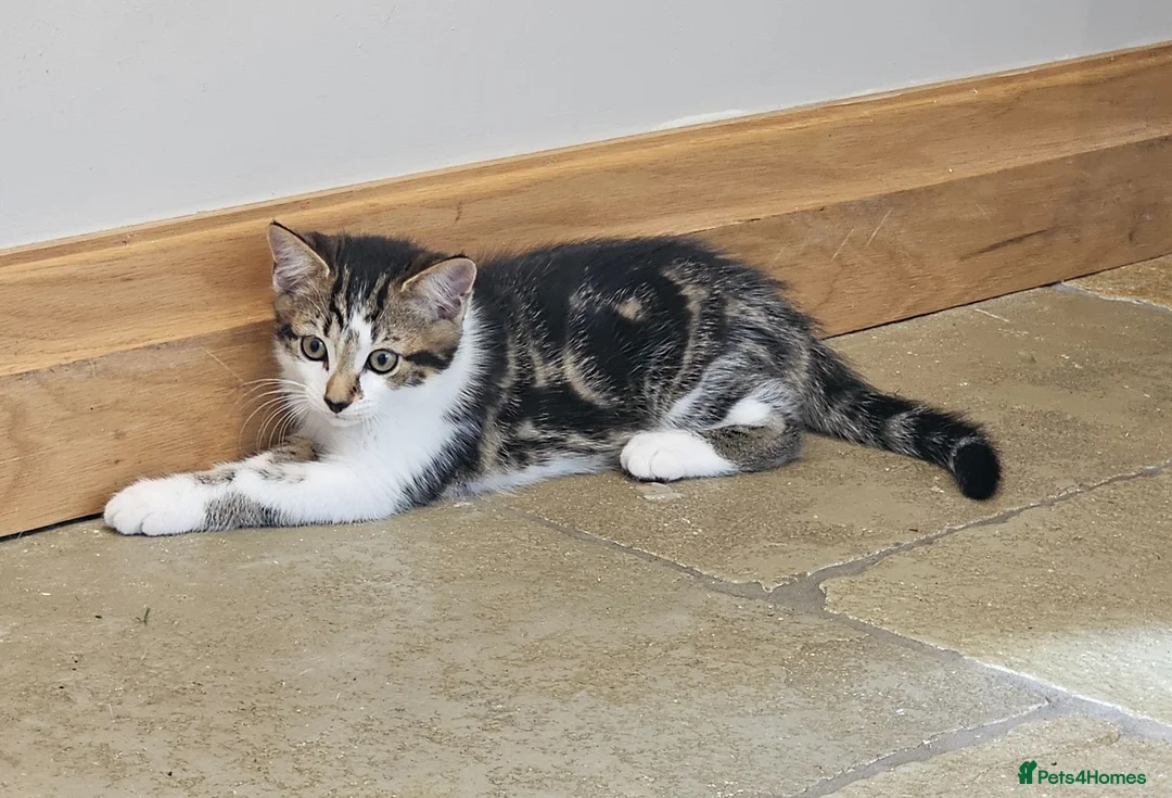 Mixed Breed cats for sale: 2 x Beautiful Kittens (boy & girl) - Advert 9