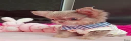 Chihuahua dogs for sale: Beautiful lilac girl - Advert 3