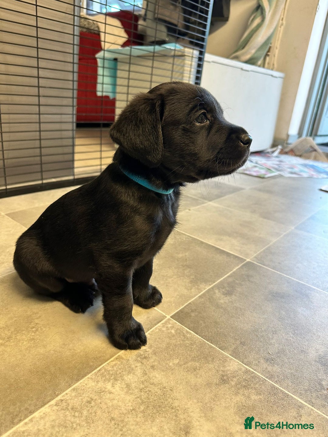Labrador Retriever dogs for sale: Quality litter of working Labrador retriever pups - Image 5