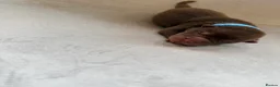 Shar Pei dogs for sale: Sharpei Puppies for sale  - Advert 19