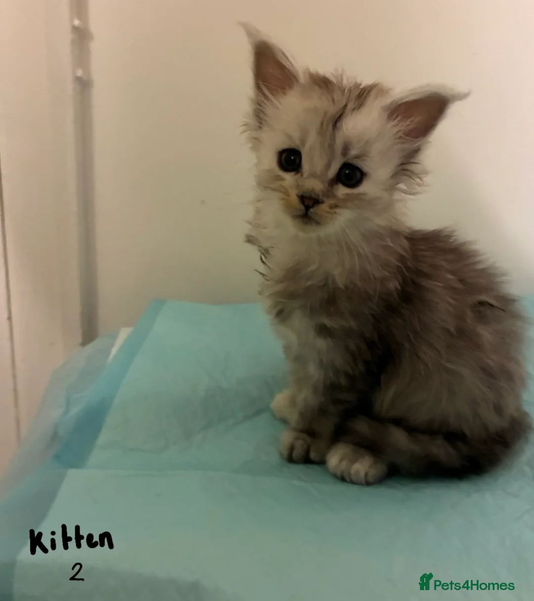 Maine Coon cats for sale: Polydactyl Maine Coon Kittens — TICA Registered  - Advert 4