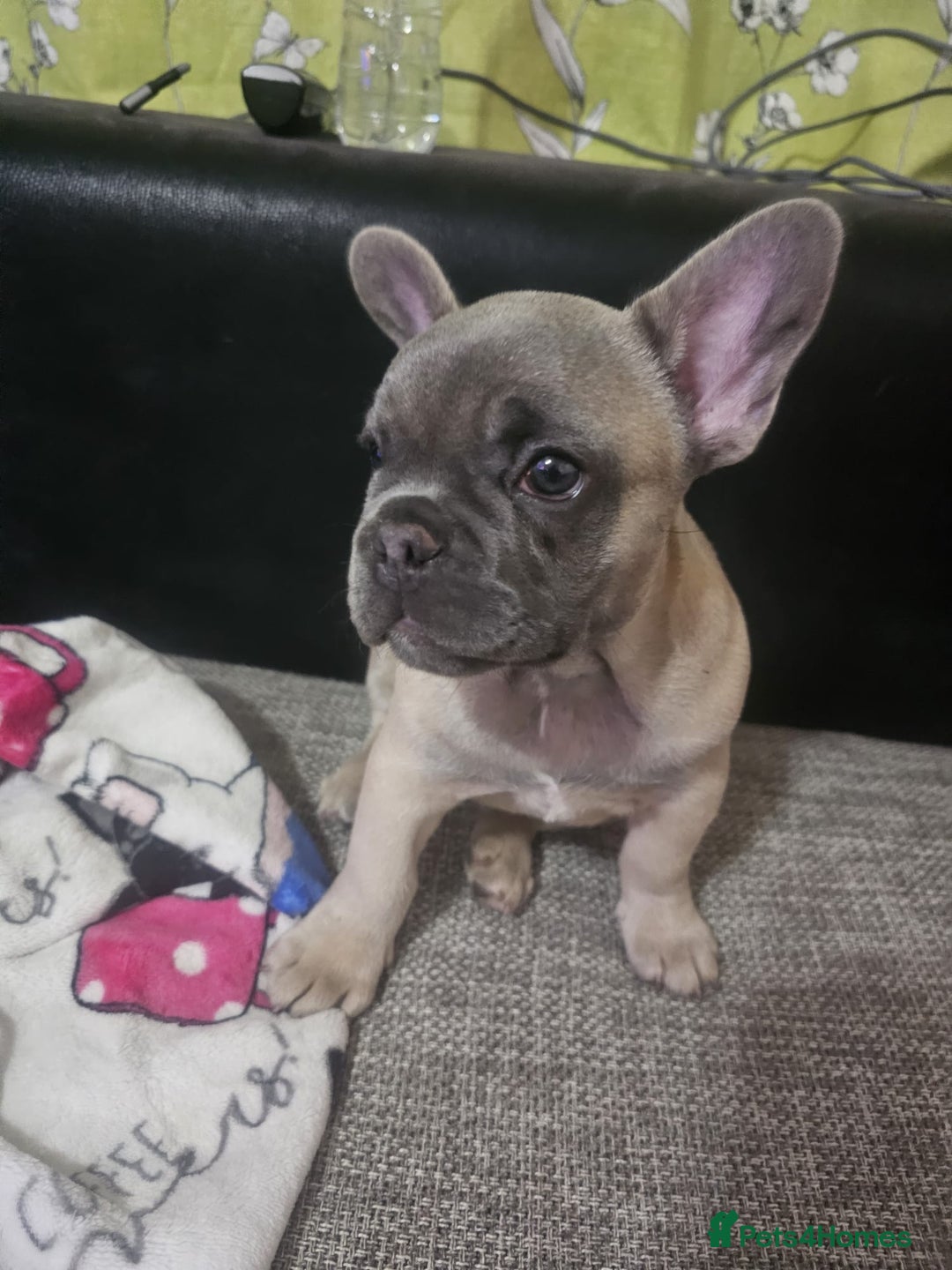 French Bulldog dogs for sale: Blue French bulldog puppy  - Image 7