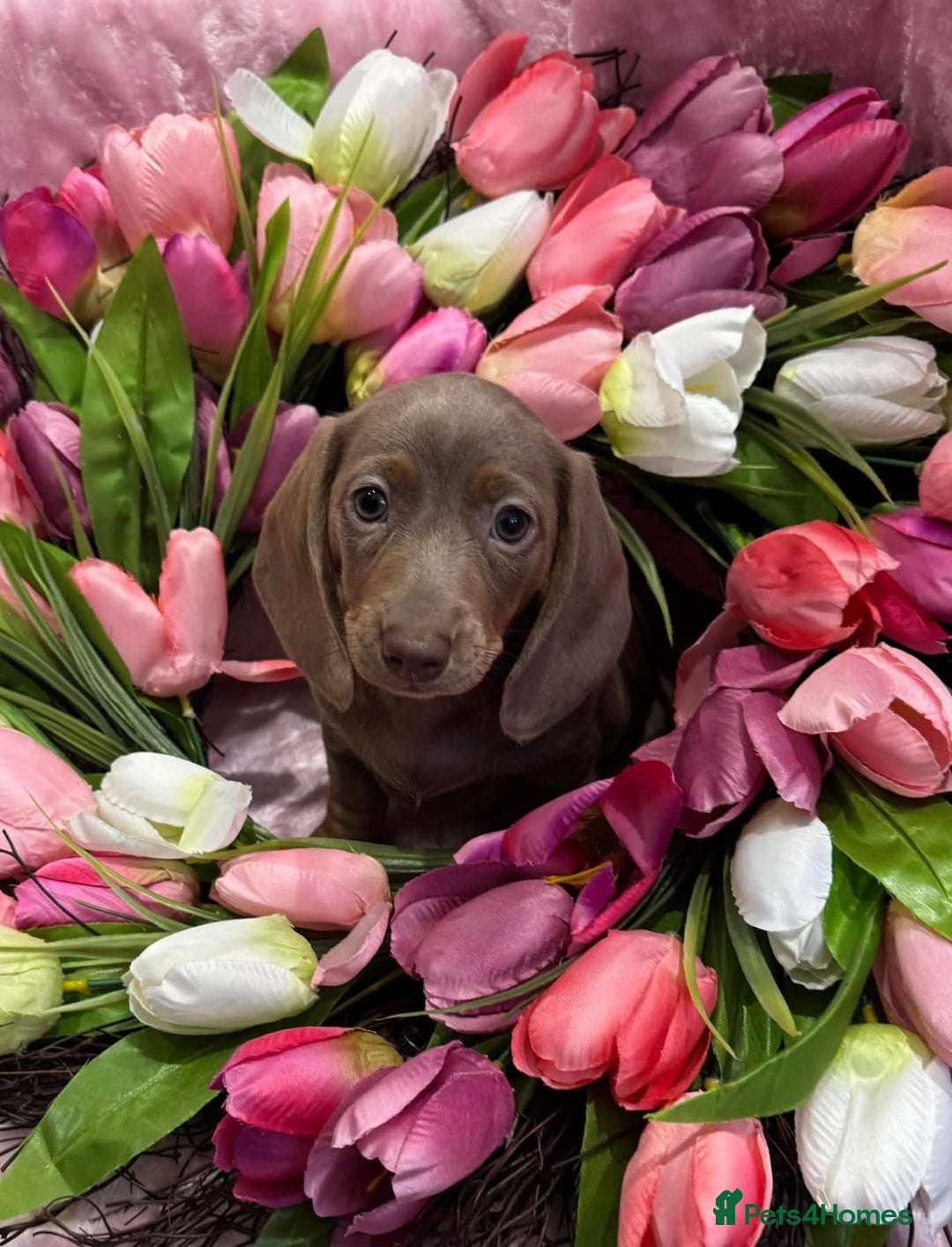 Miniature Dachshund dogs for sale: Miniature dachshunds - Advert 21