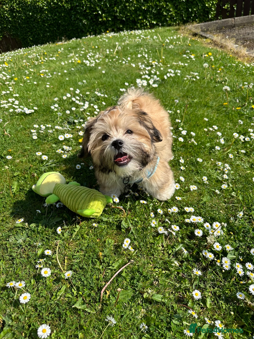 Lhasa Apso dogs for stud: KC Registered Lhasa Apso Stud - Advert 14