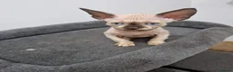 Sphynx cats for sale: Beautifull Tica sphynx kittens - Advert 33