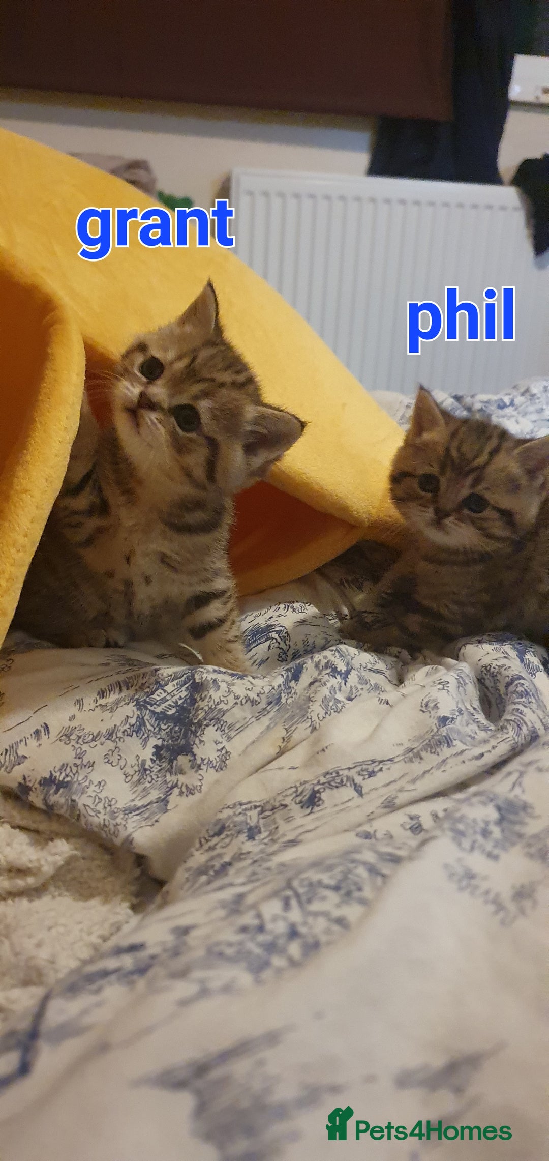 British Shorthair cats for sale: British Shorthair Black Golden Tabby kittens 😸  - Advert 18