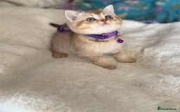 British Shorthair cats for sale: Quality British Shorthair kittens  - Image 36