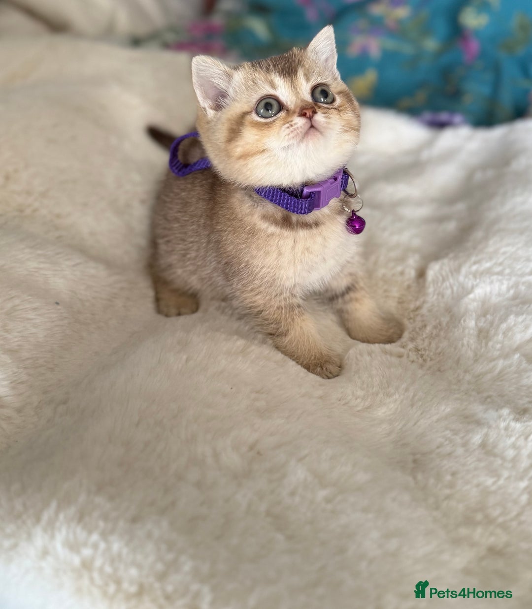 British Shorthair cats for sale: Quality British Shorthair kittens  - Image 36