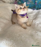British Shorthair cats - Advert 3