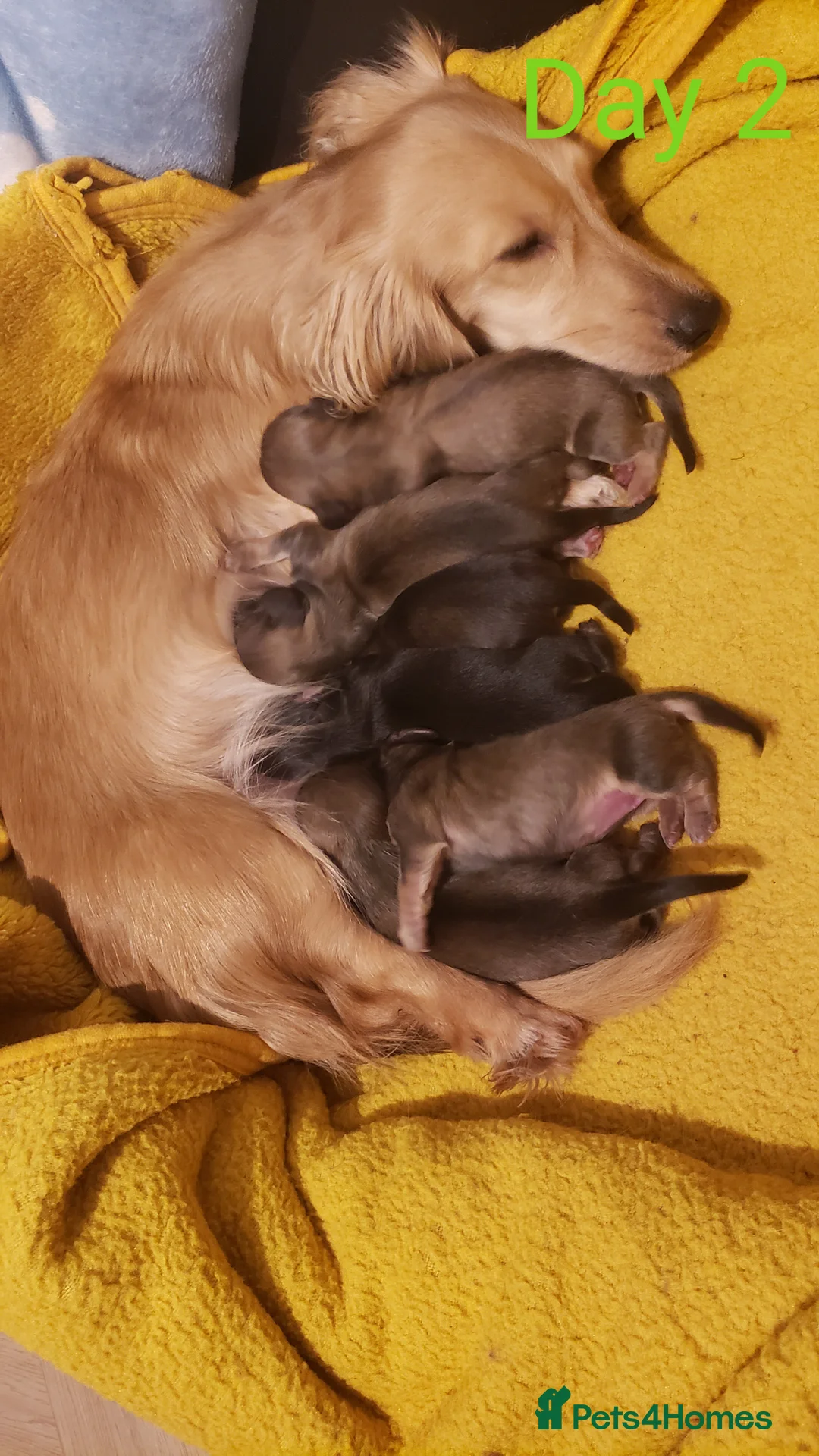 Miniature Dachshund dogs for sale: Cream  Long Hair  - Advert 16