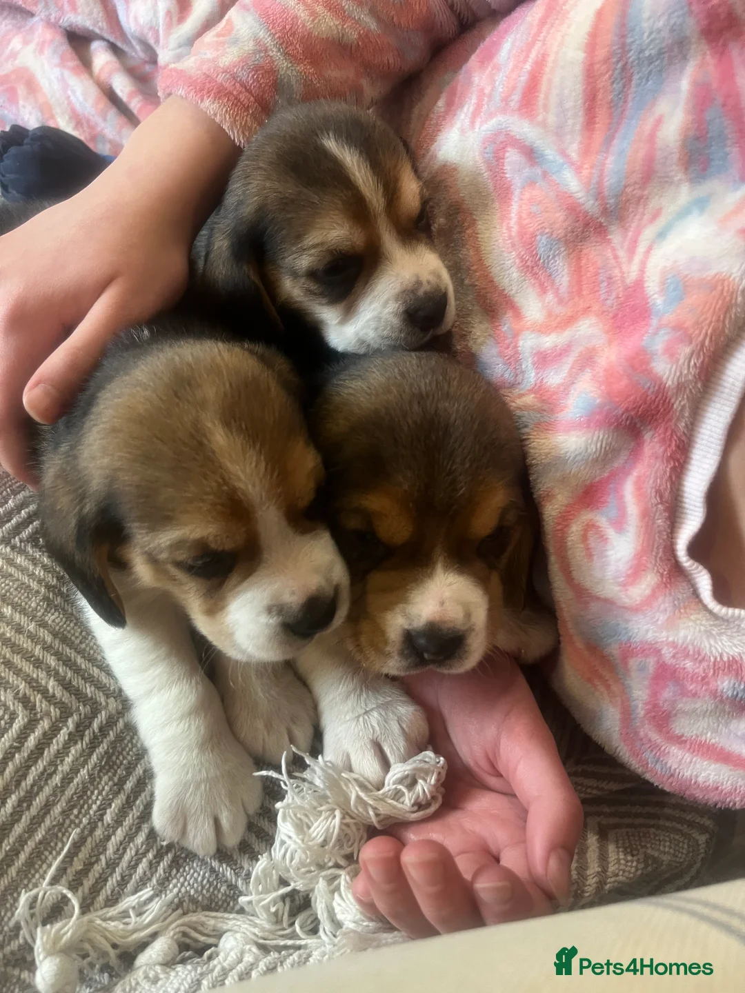 Beagle dogs for sale: Pedigree Beagle Puppies – Ready 7th February 2026  - Advert 3