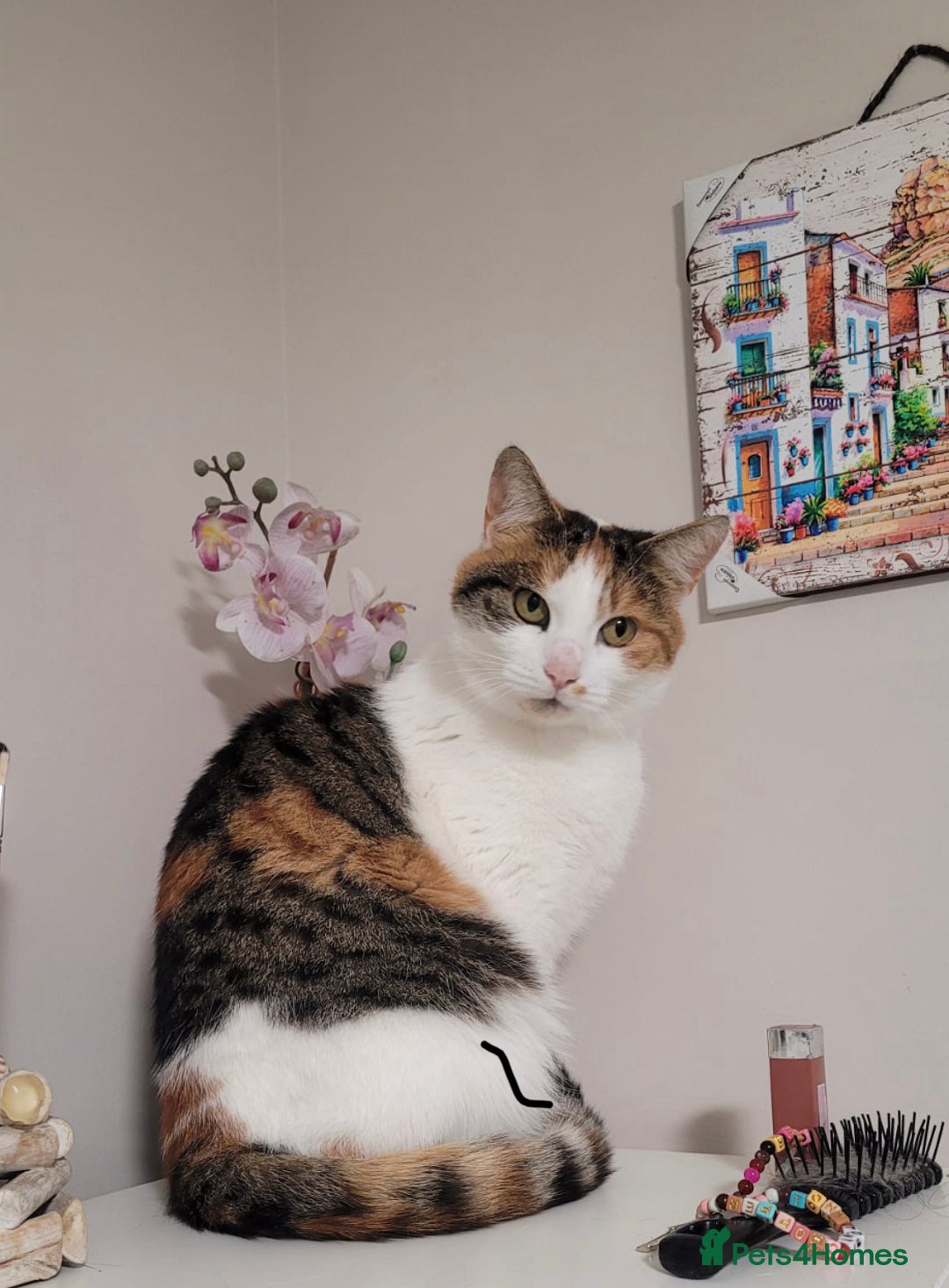 Mixed Breed cats for sale: Athena needs rehoming! FREE OF CHARGE! - Advert 1