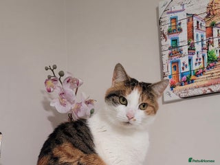 Mixed Breed cats Athena needs to find a new home! - Advert 3