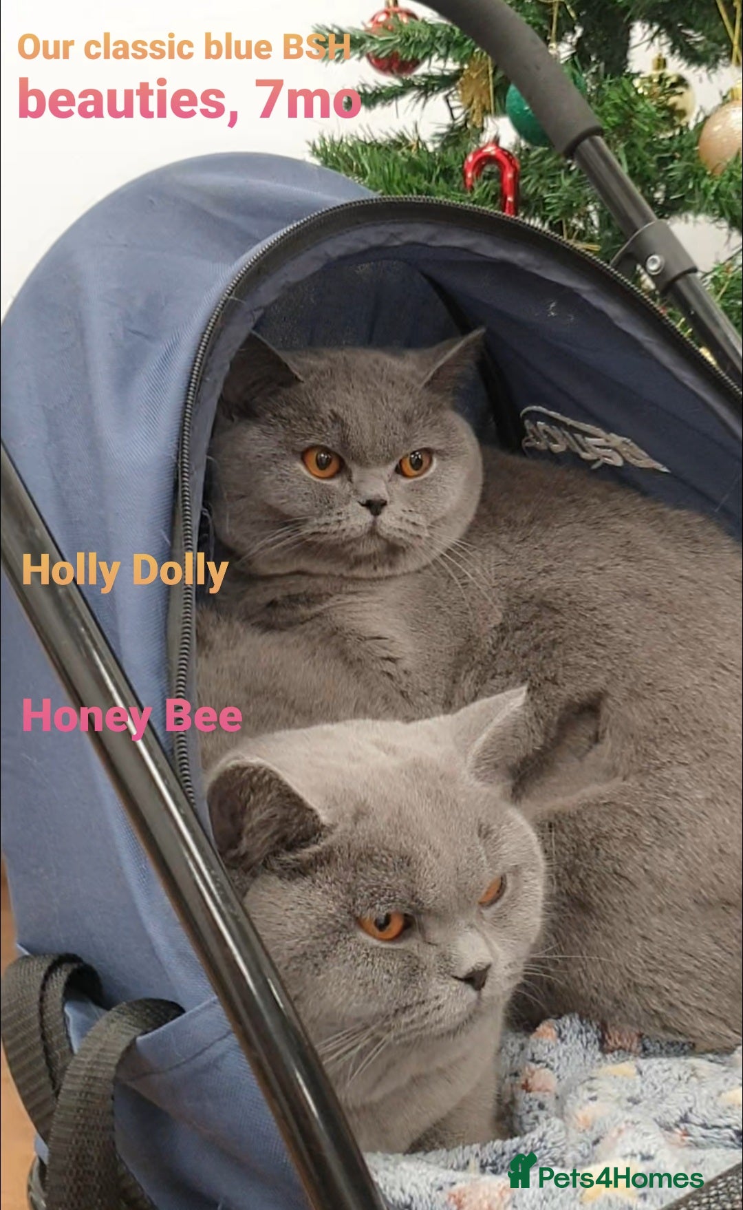 British Shorthair cats for sale: Closing of BSH cattery, 50% discount  - Advert 3