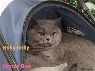 British Shorthair cats Closing of BSH cattery, 50% discount - Advert 4