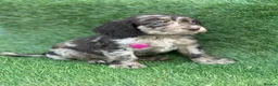 Cocker Spaniel dogs for sale: Beautiful Cocker Spaniel Puppies - Advert 16
