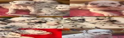 Dalmatian dogs for sale: Eagerly Awaited Litter Now Here 💫 - Advert 2