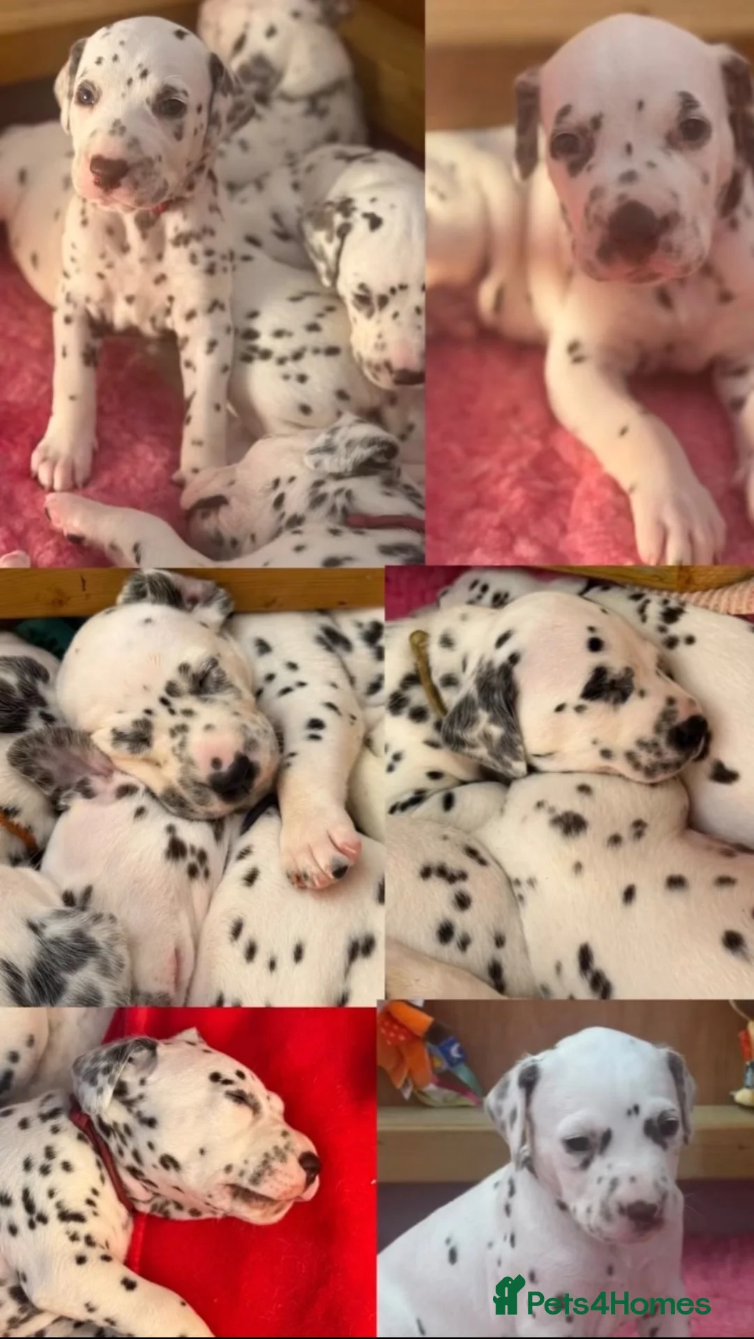 Dalmatian dogs for sale: Eagerly Awaited Litter Now Here 💫 - Advert 2