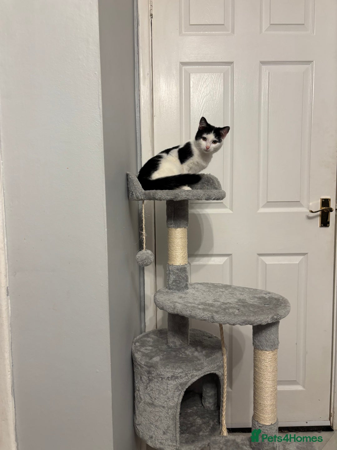 British Shorthair cats for sale: Kitten for sale  - Advert 2