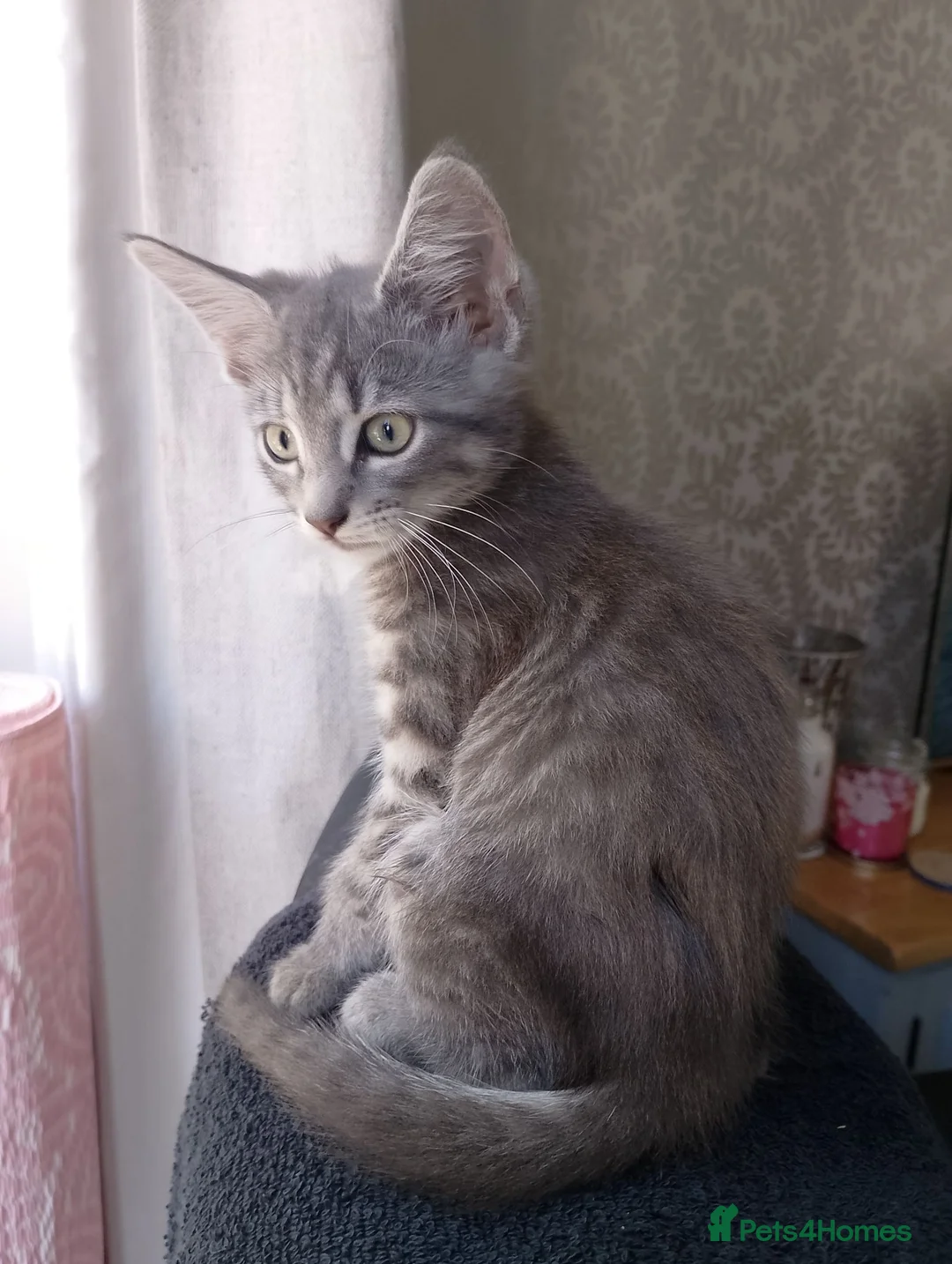 Maine Coon cats for sale: Maine Coon Cross Kittens - Advert 7
