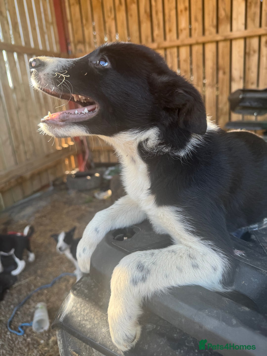 Border Collie dogs for sale: 3 males left .. female now sold! - Image 2