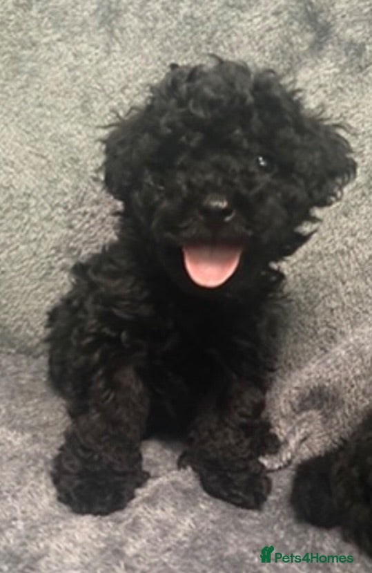 Cockapoo dogs Toy cockapoo pups - Advert 5