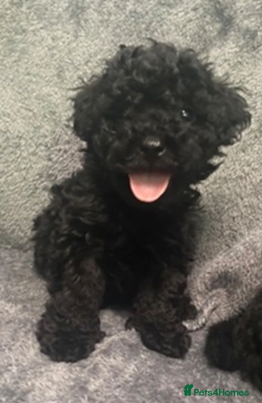 Cockapoo dogs for sale: Toy cockapoo pups - Advert 2