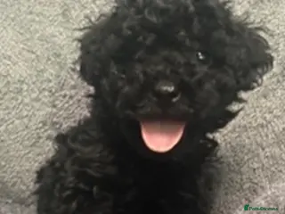 Cockapoo dogs Toy cockapoo pups - Advert 3