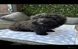 Cavapoo dogs for sale:  5 month Cavapoo puppies for sale - Image 5