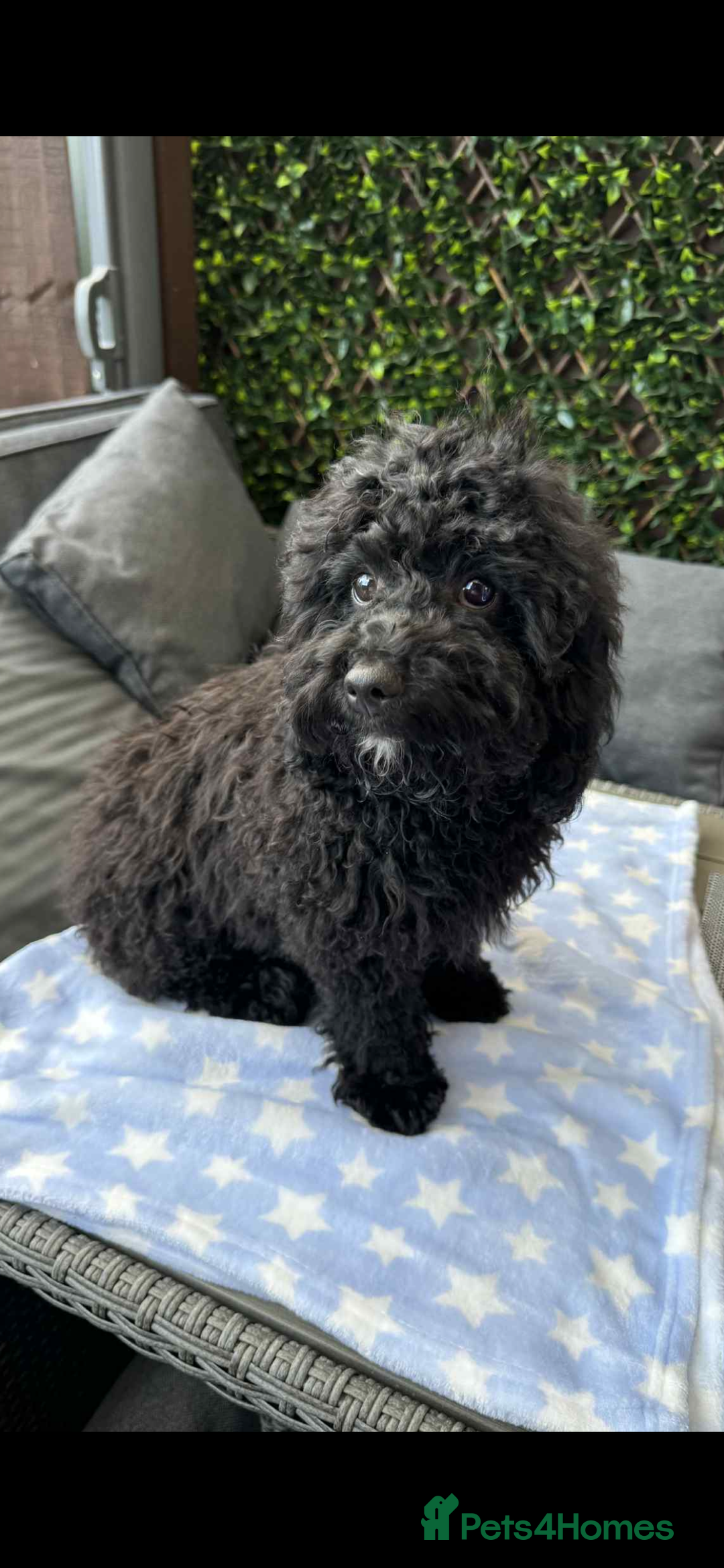 Cavapoo dogs for sale:  5 month Cavapoo puppies for sale - Image 5