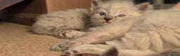 Ragdoll cats for sale: Beautiful Playful Ragdoll Kittens - Advert 17