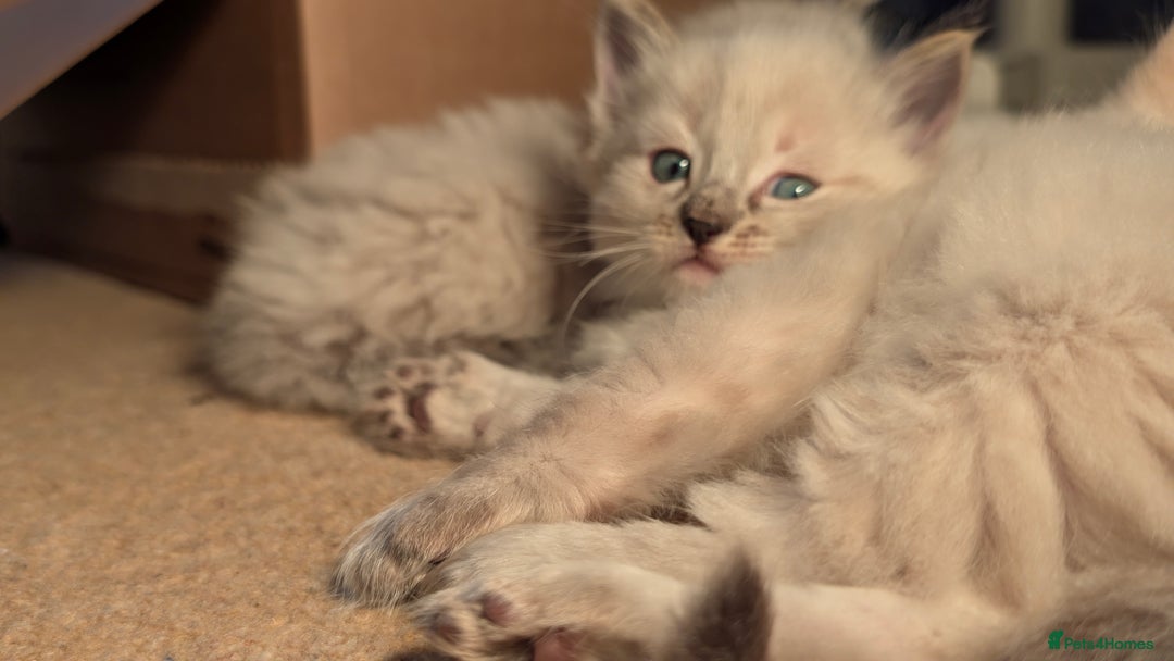 Ragdoll cats for sale: Beautiful Playful Ragdoll Kittens - Advert 17