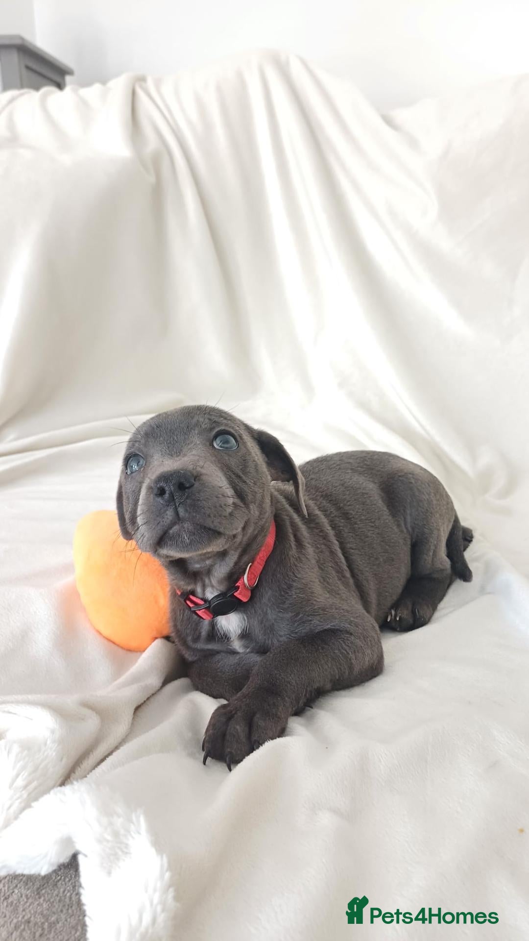 Staffordshire Bull Terrier dogs Blue Staffy Puppies - Advert 1