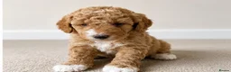 Cavapoo dogs for sale: Cavapoo x Australian labradoodle puppies  in Northampton - Advert 4