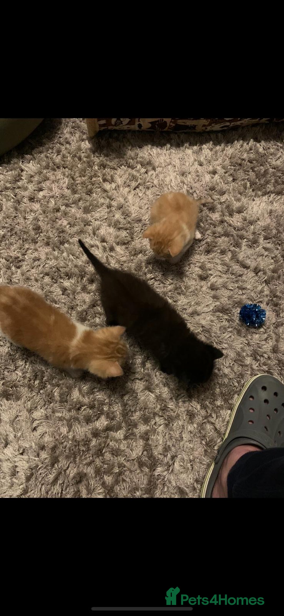 Mixed Breed cats for sale: 3 Male kittens  - Image 10