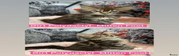 Maine Coon cats for sale: TICA Maine Coon Kittens Ready NOW.  - Advert 5