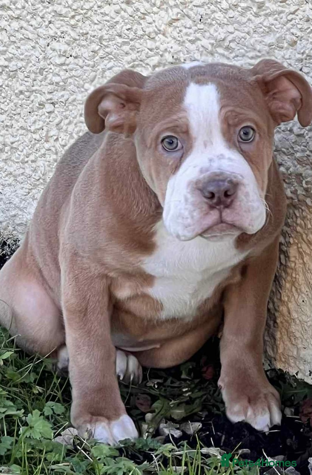 Mixed Breed dogs for sale: English bulldog x American bulldog pups  - Advert 2