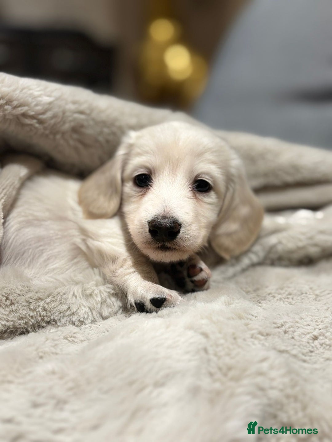 Miniature Dachshund dogs for sale: KC Registered Cream Long Hair Miniature Dachshunds - Advert 19