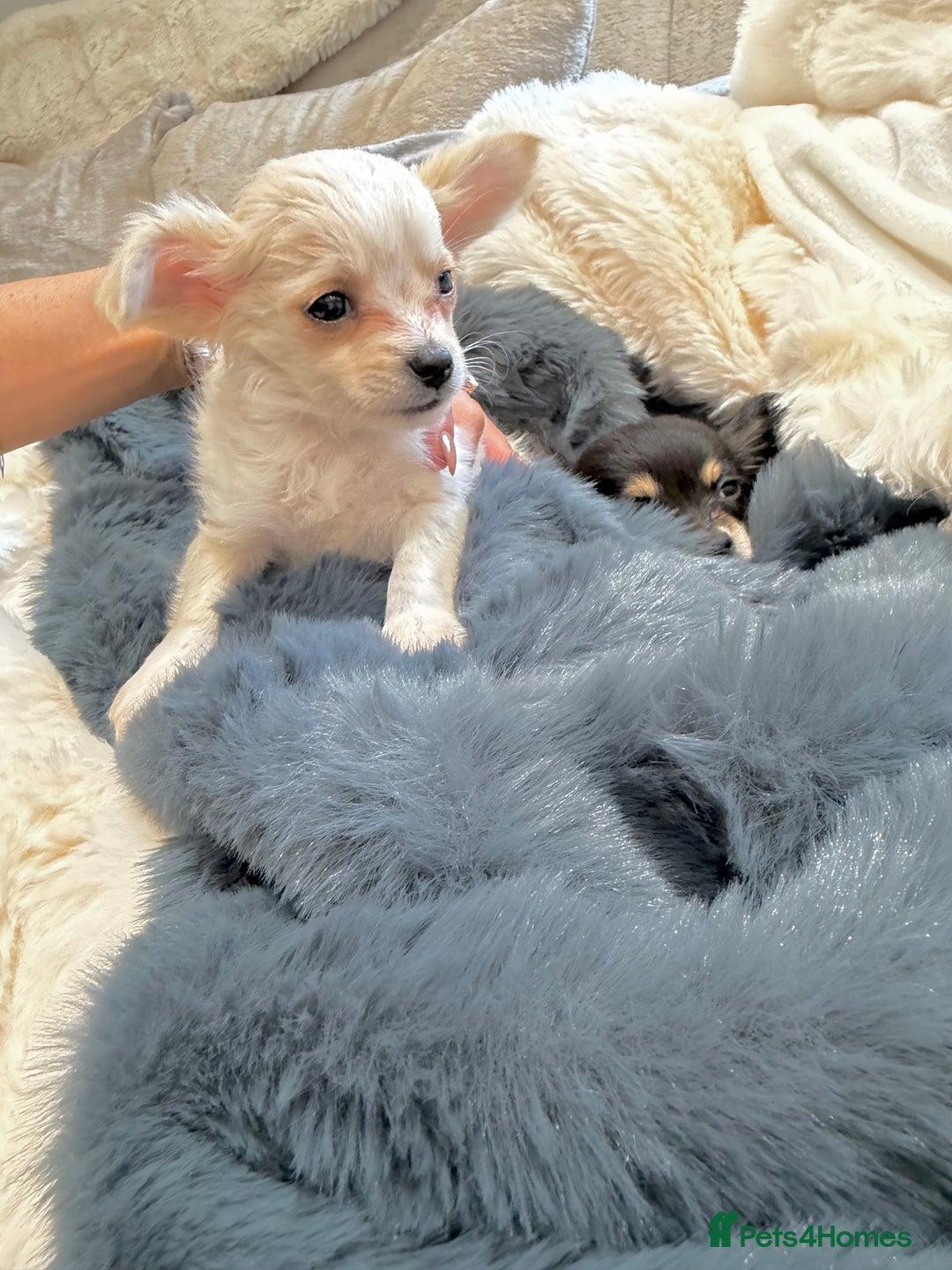 Chihuahua dogs for sale: Small Beautiful Chihuahua Puppies  - Image 6