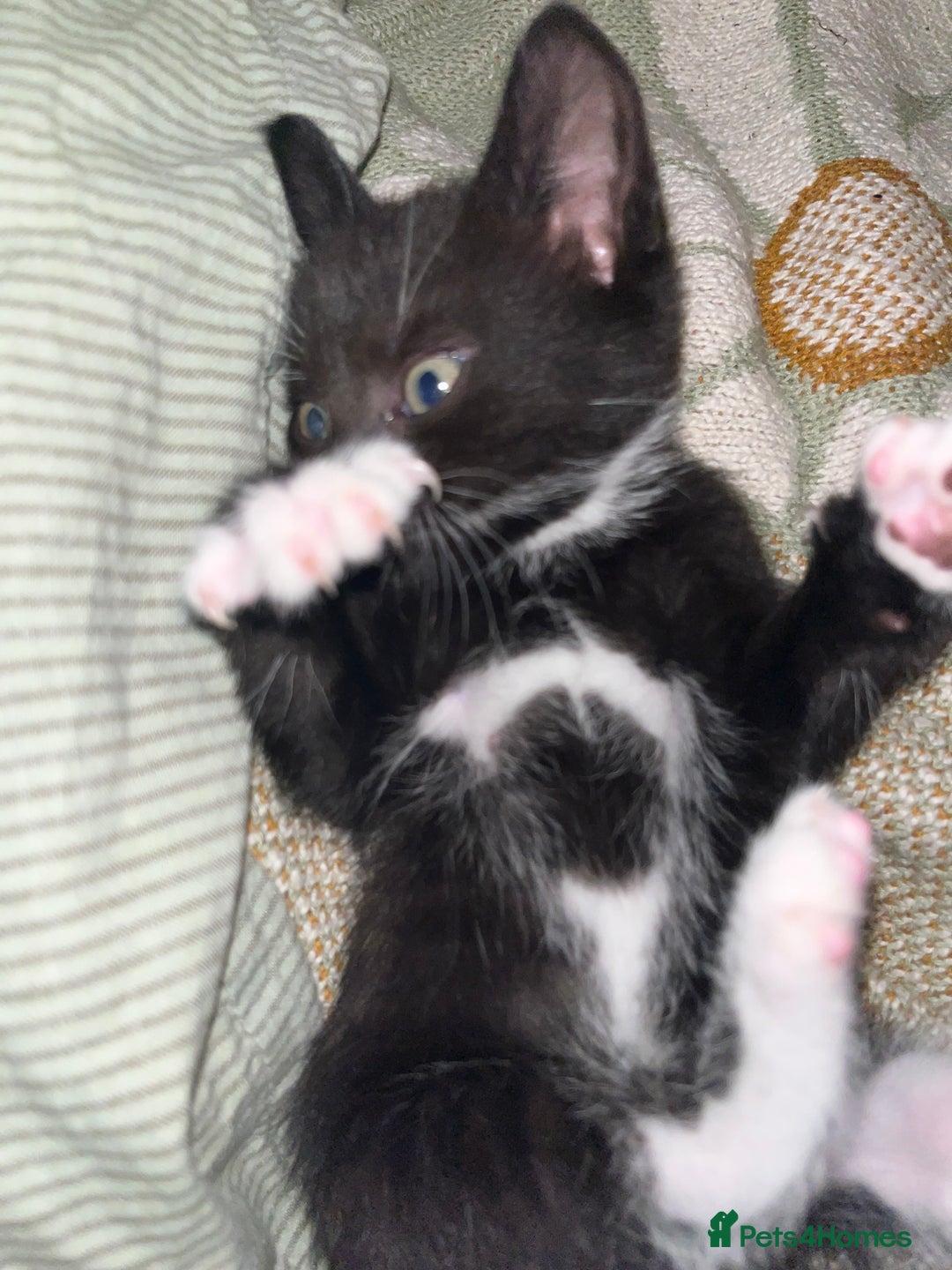 Mixed Breed cats for sale: Isha and Freya - Image 4