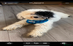 Toy Poodle dogs for sale: KC toy poodle puppies - Image 20