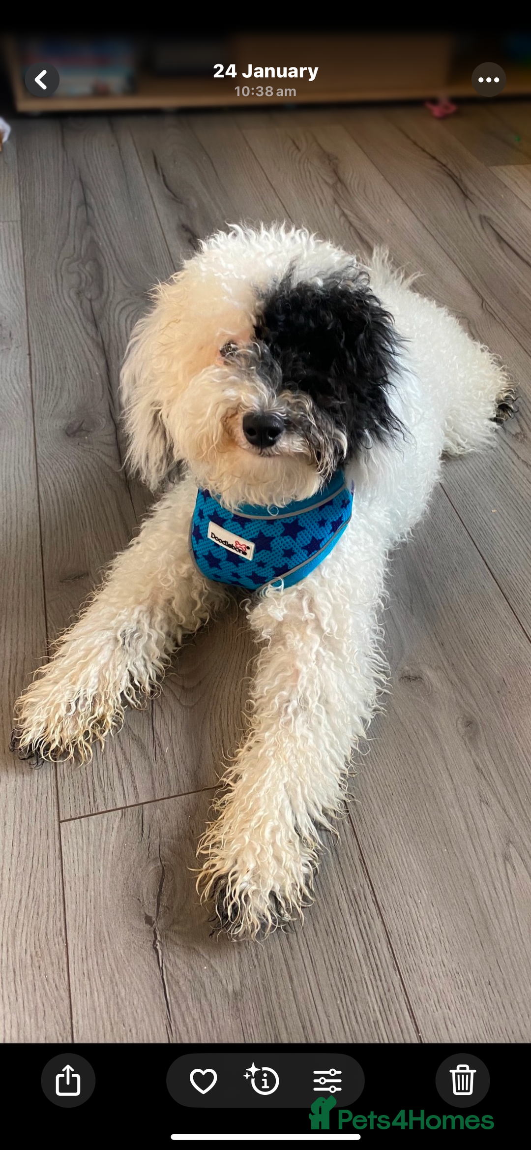Toy Poodle dogs for sale: KC toy poodle puppies - Image 20